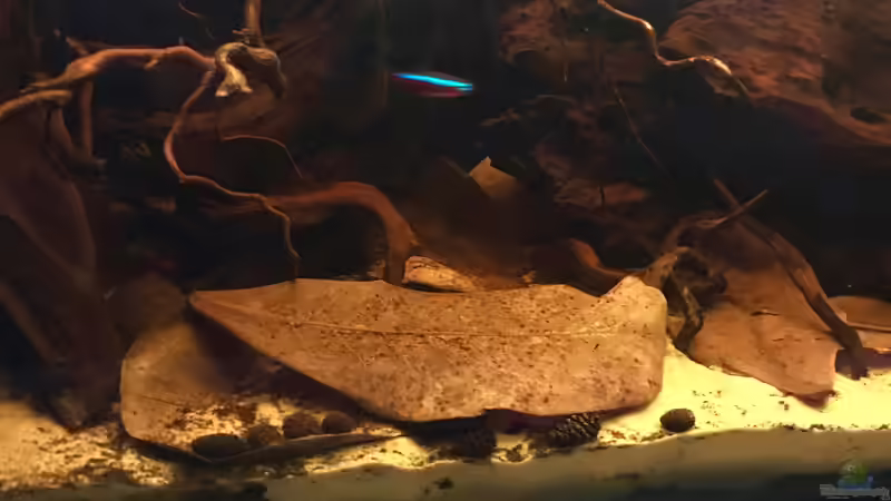 Dekoration im Aquarium Nebenfluss des Rio Negros von Raven887 (30)