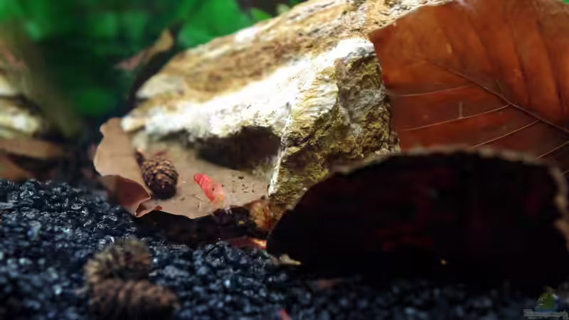 Dekoration im Aquarium Neocaridina-Paradies von Herr H. (4)