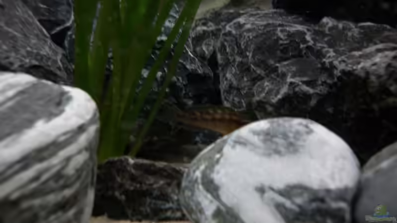 Dekoration im Aquarium Neolamprologus buescheri Artbecken von Julien Preuß (3)