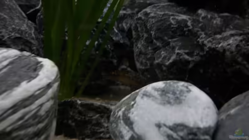 Dekoration im Aquarium Neolamprologus buescheri Artbecken von Julien Preuß (4)