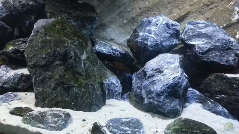 Dekoration im Aquarium Neolamprologus buescheri Artbecken von Julien Preuß (7)