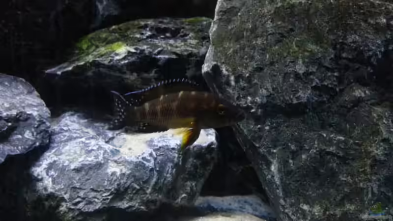 Dekoration im Aquarium Neolamprologus buescheri Artbecken von Julien Preuß (8)