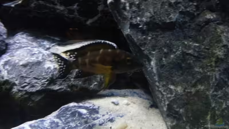 Dekoration im Aquarium Neolamprologus buescheri Artbecken von Julien Preuß (9)