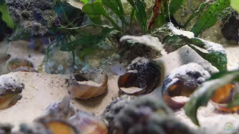 Dekoration im Aquarium Neolamprologus Multifasciatus von Raphi (10)