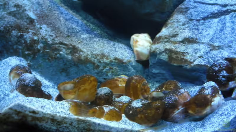 Dekoration im Aquarium Neolamprologus multifasciatus von Vision (11)