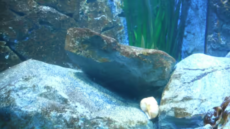 Dekoration im Aquarium Neolamprologus multifasciatus von Vision (12)