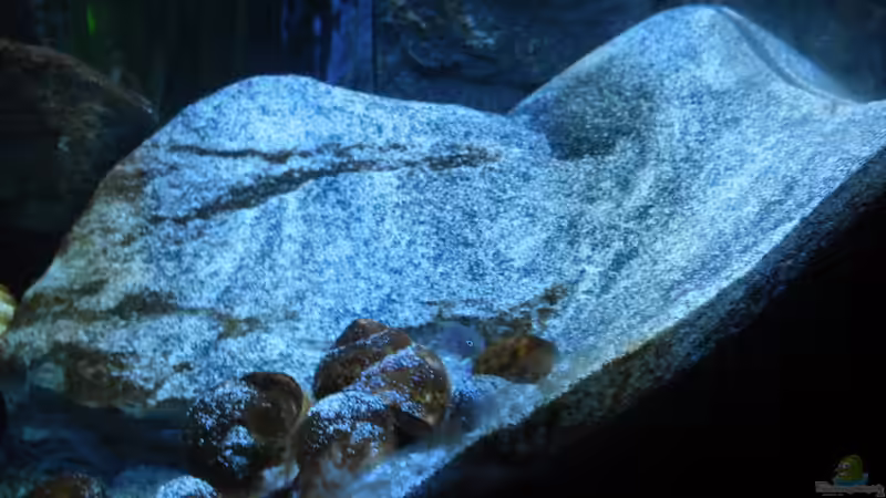 Dekoration im Aquarium Neolamprologus multifasciatus von Vision (13)