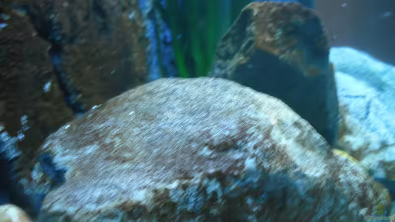 Dekoration im Aquarium Neolamprologus multifasciatus von Vision (14)