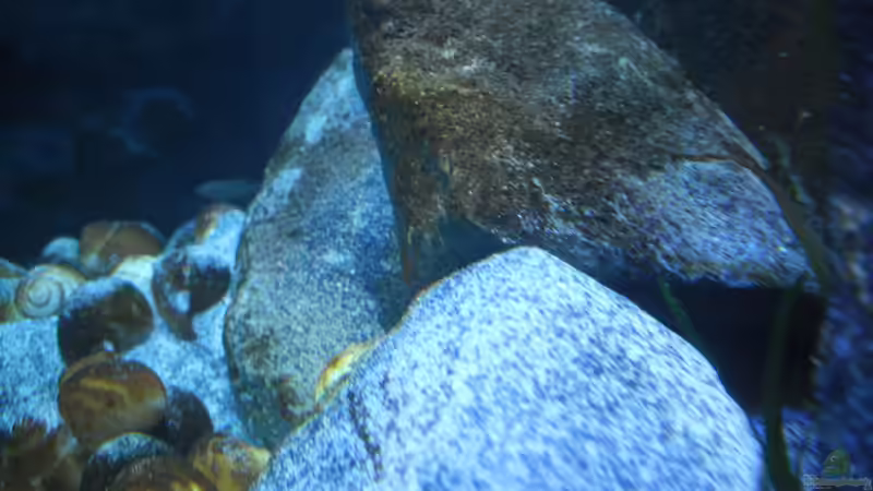 Dekoration im Aquarium Neolamprologus multifasciatus von Vision (15)