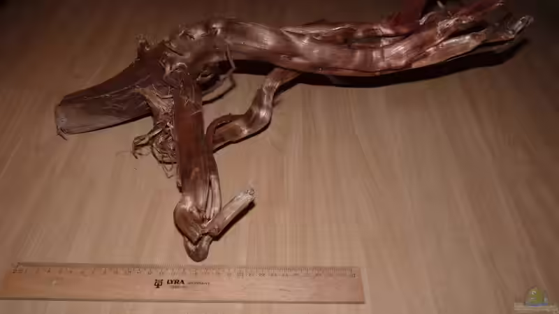 Dekoration im Aquarium Neon Biotope and tourists von dave88 (10)