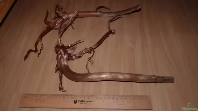 Dekoration im Aquarium Neon Biotope and tourists von dave88 (11)