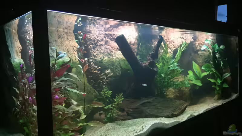 Dekoration im Aquarium Neonen von Der Schwede (2)