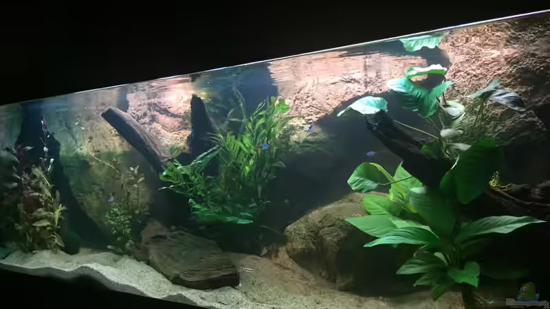 Dekoration im Aquarium Neonen von Der Schwede (3)
