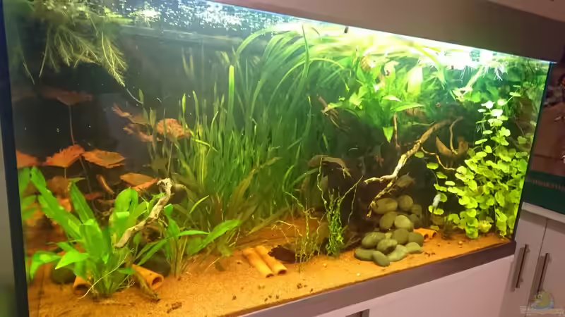 Dekoration im Aquarium Neues beni becken von Umpa (2)