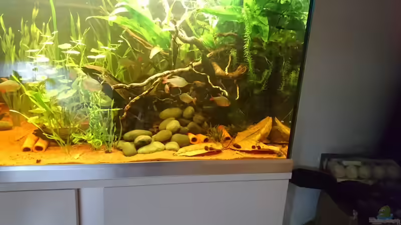 Dekoration im Aquarium Neues beni becken von Umpa (3)