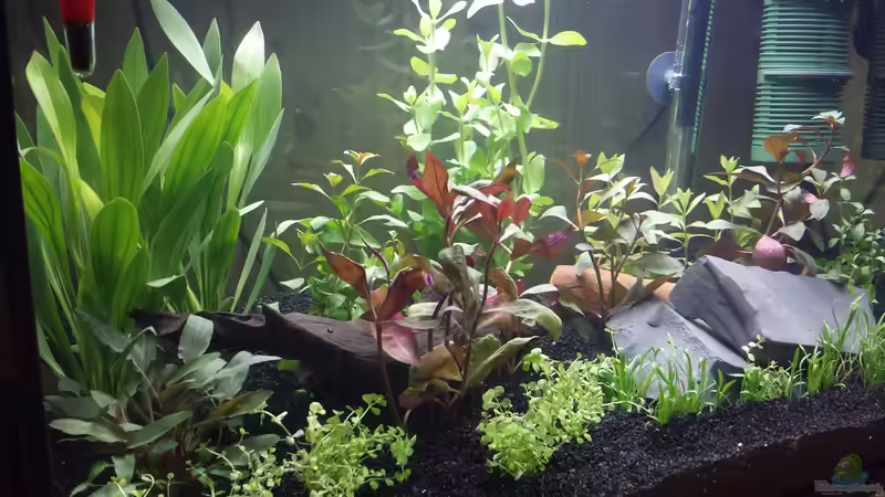 Dekoration im Aquarium Neuland von Medusa7 (3)