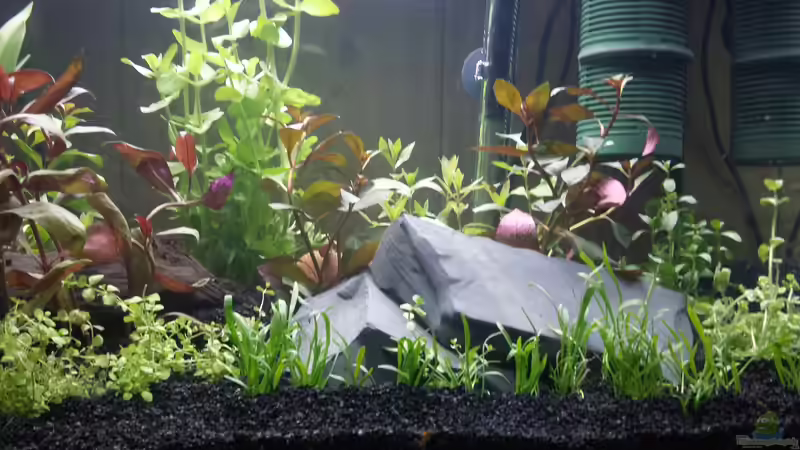 Dekoration im Aquarium Neuland von Medusa7 (5)