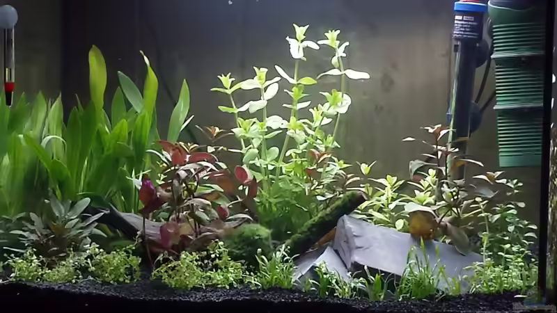 Dekoration im Aquarium Neuland von Medusa7 (6)