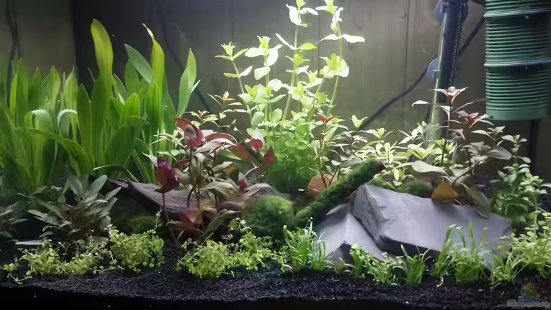 Dekoration im Aquarium Neuland von Medusa7 (7)