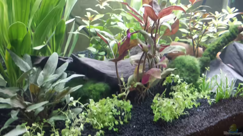 Dekoration im Aquarium Neuland von Medusa7 (8)