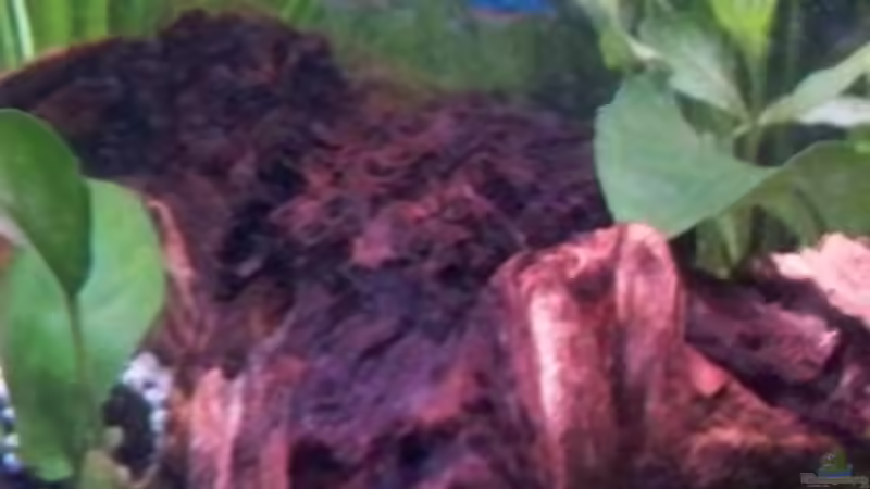 Dekoration im Aquarium New von Pätti (10)