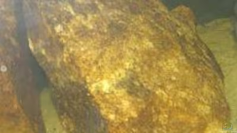 Dekoration im Aquarium Nicht-Mbuna Aquarium von daniel5 (2)