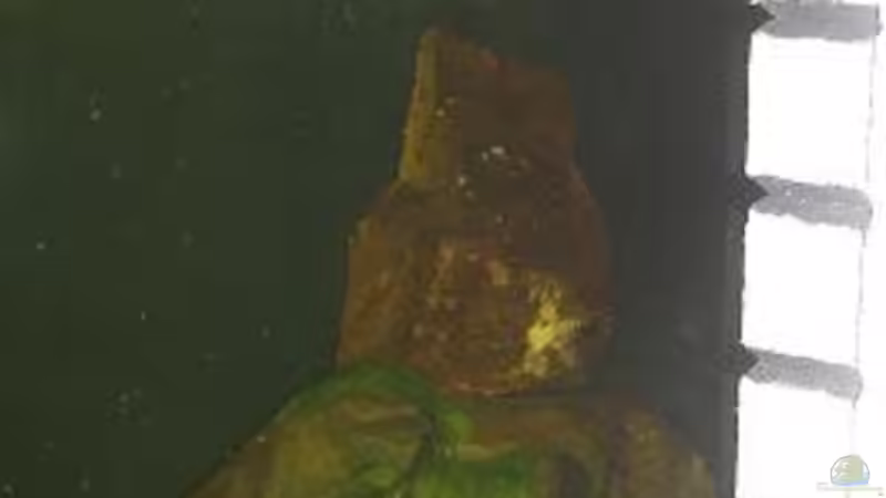 Dekoration im Aquarium Nicht-Mbuna Aquarium von daniel5 (4)