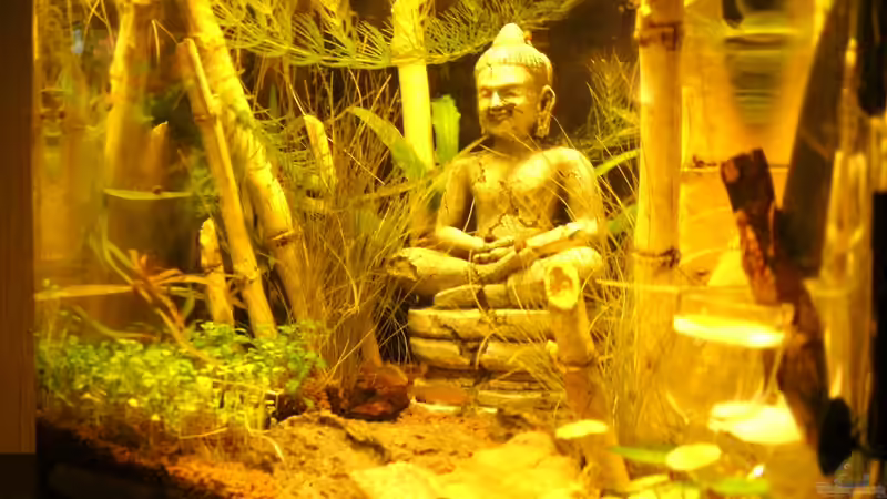 Dekoration im Aquarium Nisso-Nano von Sailfish (11)