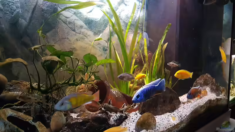 Dekoration im Aquarium Non  , Becken 34006 von Kevin Engelsberger (15)