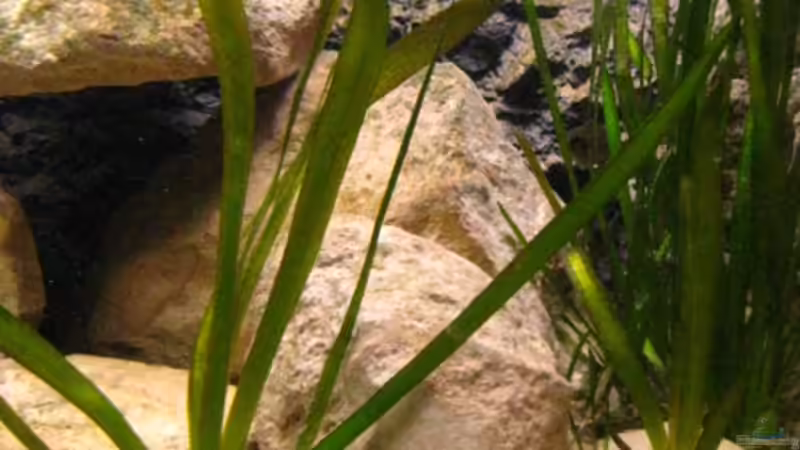 Dekoration im Aquarium Non-Mbunabecken von Malawigo (18)