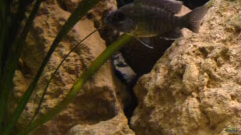 Dekoration im Aquarium Non-Mbunabecken von Malawigo (19)