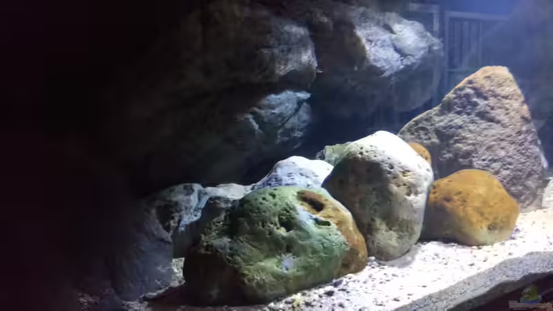 Dekoration im Aquarium NonMbuna by Tobi von TK (9)