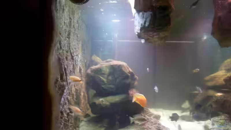 Dekoration im Aquarium NonMbuna-Style (aufgelöst) von Dr. Manhattan (11)