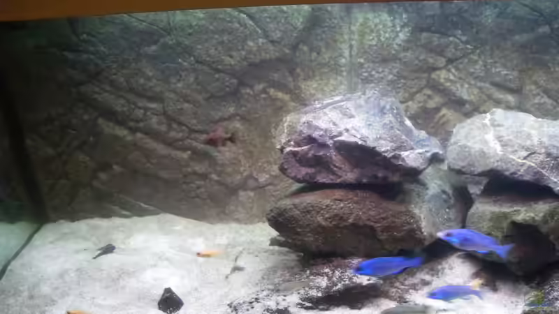 Dekoration im Aquarium NonMbuna-Style (aufgelöst) von Dr. Manhattan (7)