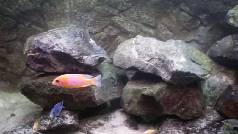 Dekoration im Aquarium NonMbuna-Style (aufgelöst) von Dr. Manhattan (8)