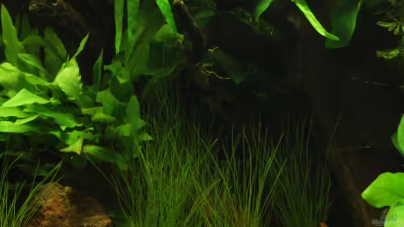 Dekoration im Aquarium northern territory von die Perle... (29)