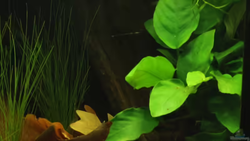 Dekoration im Aquarium northern territory von die Perle... (30)