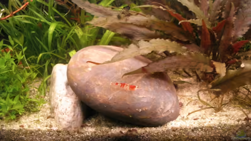 Dekoration im Aquarium Nr.1 von Susanne Kruse (13)