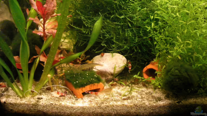 Dekoration im Aquarium Nr.1 von Susanne Kruse (15)