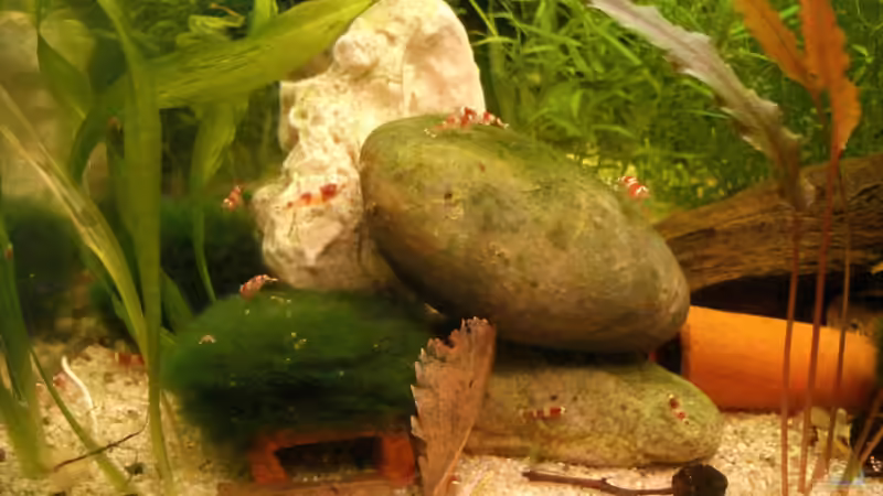 Dekoration im Aquarium Nr.1 von Susanne Kruse (16)