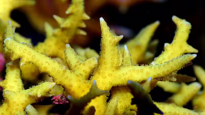 Dekoration im Aquarium Nudelwasser von Helmut Kreutmayer (4)