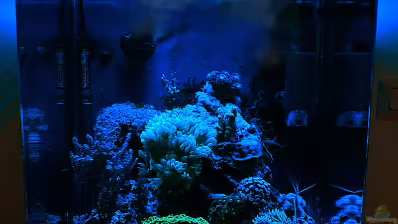 Dekoration im Aquarium Nudelwasser von Helmut Kreutmayer (5)