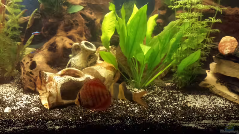 Dekoration im Aquarium nummer 1 von Franz Napf (28)