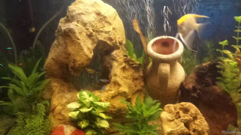 Dekoration im Aquarium nummer 1 von Franz Napf (29)