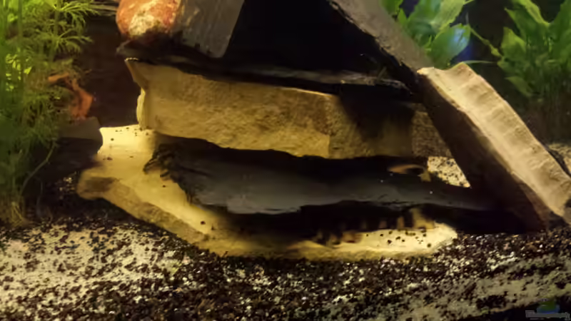 Dekoration im Aquarium nummer 1 von Franz Napf (30)