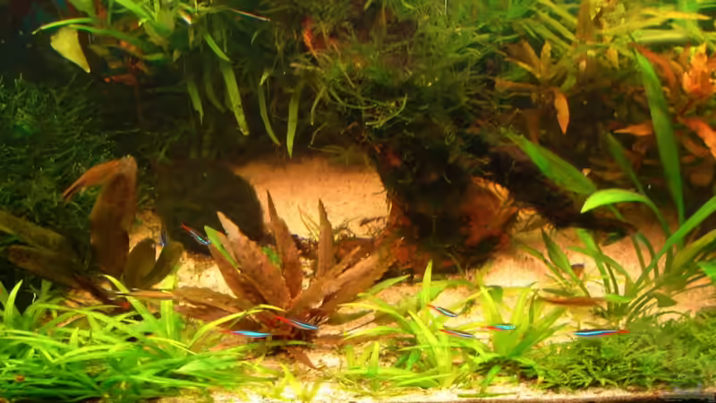 Dekoration im Aquarium Nur noch als Beispiel von Susanne Kruse (19)