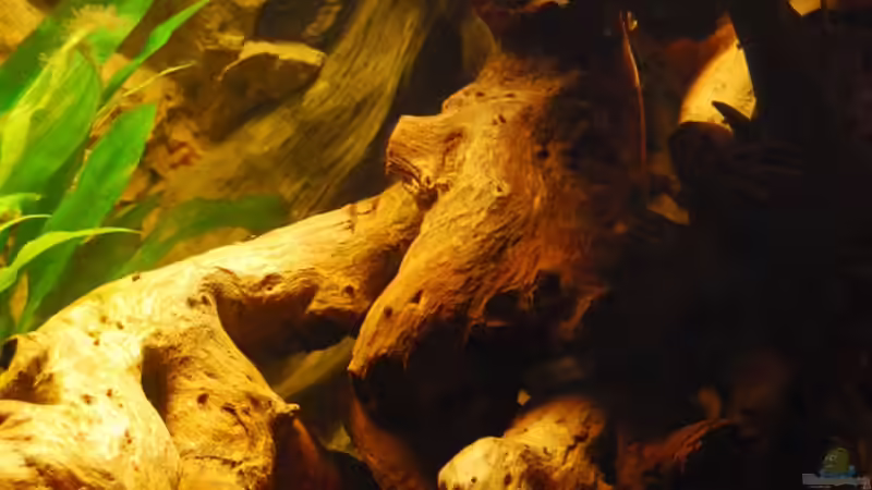 Dekoration im Aquarium Nur noch als Bsp. von matthiasm (22)