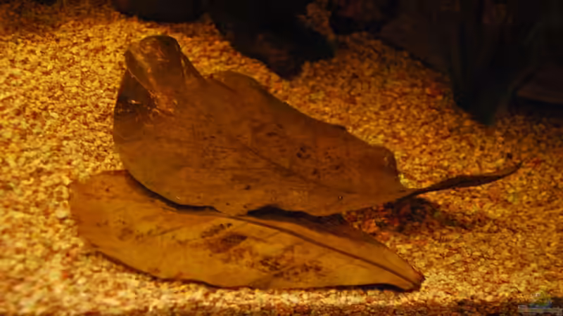 Dekoration im Aquarium Nur noch als Bsp. von matthiasm (26)