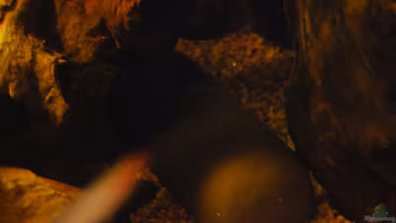 Dekoration im Aquarium Nur noch als Bsp. von matthiasm (27)