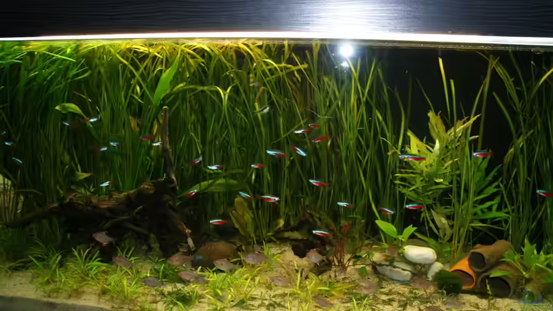 Dekoration im Aquarium (nur noch Beispiel) wird umgebaut von Frank Wollenburg (20)